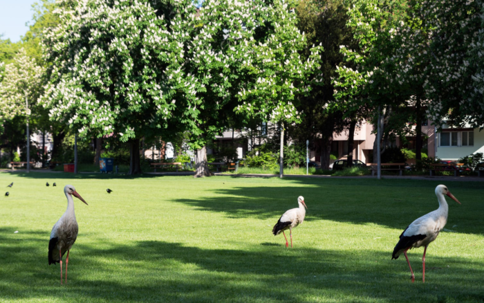 Schützenmattpark 2