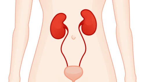 Niere und Harnleiter large