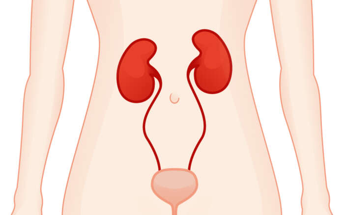 Niere und Harnleiter large